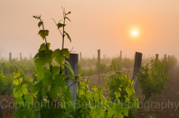 Vines at sunrise, Charente, France