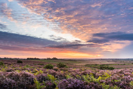 126 - Colourful dawn sunrise over a New Forest National Park heath with summer heather