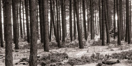 December sun through the enclosure, New Forest National Park, Hampshire, England