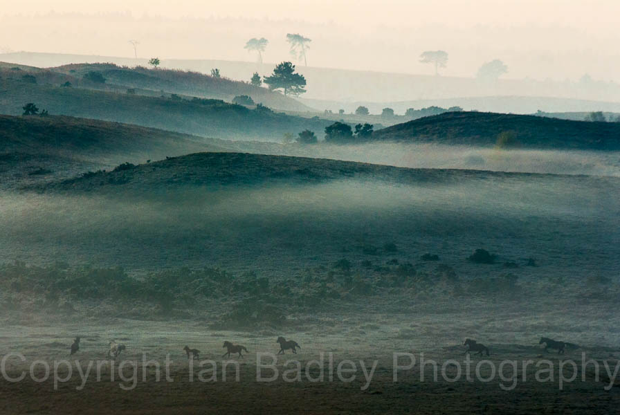 1532c - Ponies running free on a misty moor in the New Forest National Park, Hampshire, England