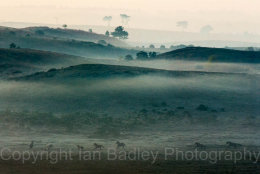 1532c - Ponies running free on a misty moor in the New Forest National Park, Hampshire, England