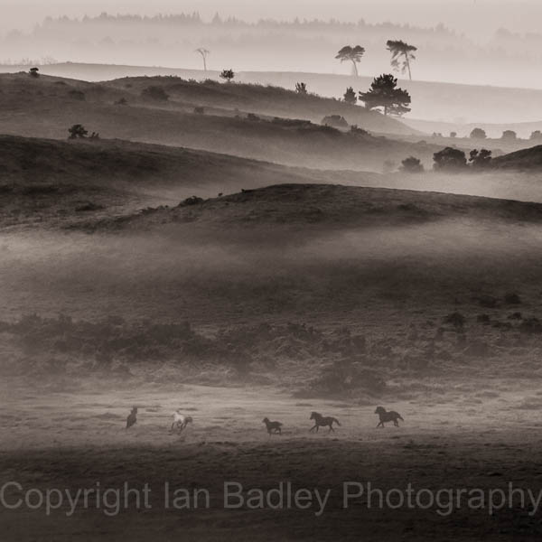 Ponies running free on a misty moor in the New Forest National Park, Hampshire, England