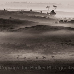 Ponies running free on a misty moor in the New Forest National Park, Hampshire, England