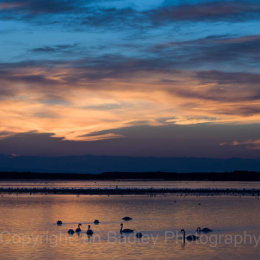 Swans at twilight, Mudeford Harbour, Christchurch, Dorset, England