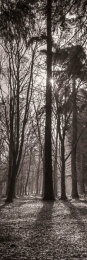 Tall misty sunrise through the trees, New Forest National Park, Hampshire, England
