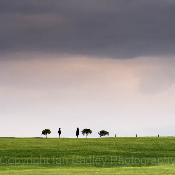Minimalist trees in Tuscany, Italy
