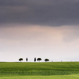 Minimalist trees in Tuscany, Italy