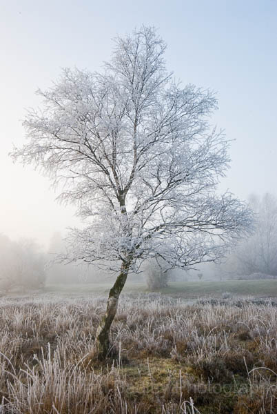 1833 - Lone tree covered in hoar frost in winter at sunrise in the New Forest National Park, Hampshire, England
