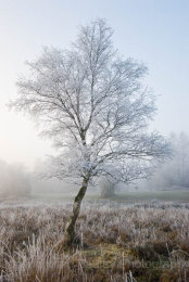1833 - Lone tree covered in hoar frost in winter at sunrise in the New Forest National Park, Hampshire, England