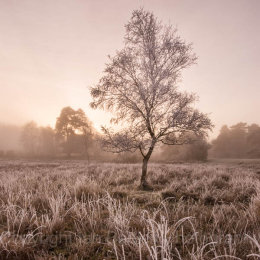 Lone tree and grasses covered in hoar frost on a winter sunrise in the New Forest National Park, Hampshire, England