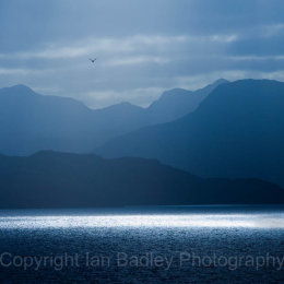 Seagull flies over Loch Torridon, Applecross, Scotland