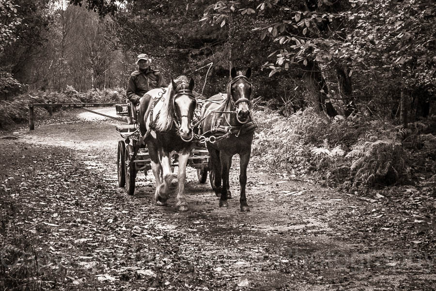 191 - Pony and trap in New Forest National Park, Hampshire, England