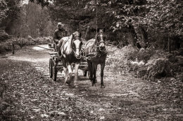 191 - Pony and trap in New Forest National Park, Hampshire, England