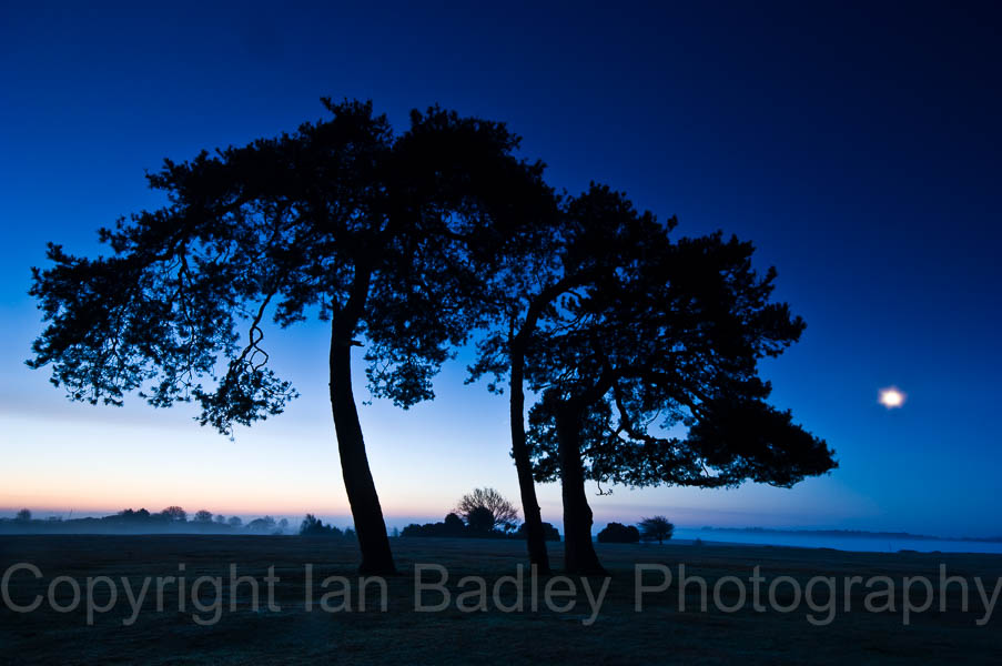 211 - Three trees in silhouette at night with moon light in the New Forest National Park, Hampshire, England