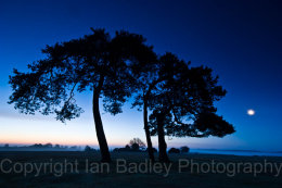211 - Three trees in silhouette at night with moon light in the New Forest National Park, Hampshire, England