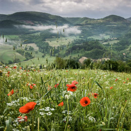 Wild poppies in Umbria, Italy with mist in the valley