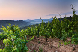 Before sunrise over vines looking towards the Corbiere Mountains, Aude, France