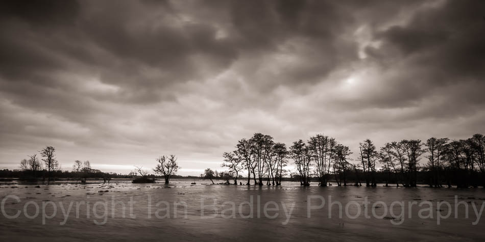 Flood meadow with trees, Dorset, England