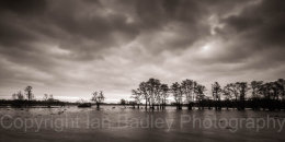 Flood meadow with trees, Dorset, England