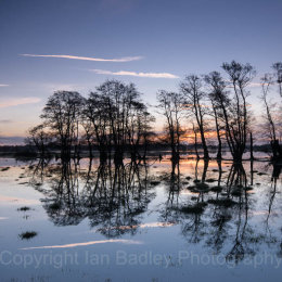 Causeway tree reflections, Dorset, England