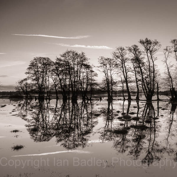 Causeway tree reflections, Dorset, England