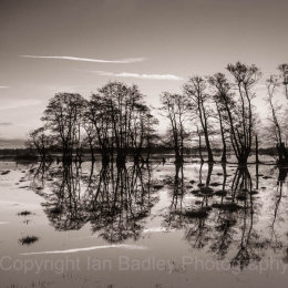 Causeway tree reflections, Dorset, England