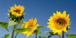 Three sunflowers with a blue sky in Vaucluse, France