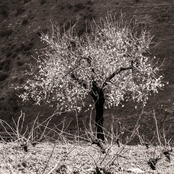 Cherry blossom on a lone tree in the Alpujarras mountains, Andalucia, Spain-2