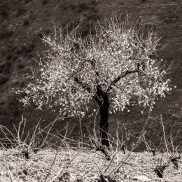 Cherry blossom on a lone tree in the Alpujarras mountains, Andalucia, Spain-2
