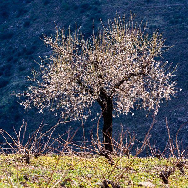 Cherry blossom on a lone tree in the Alpujarras mountains, Andalucia, Spain