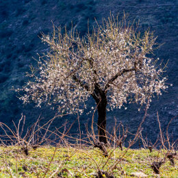Cherry blossom on a lone tree in the Alpujarras mountains, Andalucia, Spain