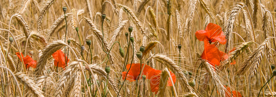 Poppies in a field of barley, Jura, France