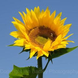 Sunflower with blue sky in Vaucluse, France