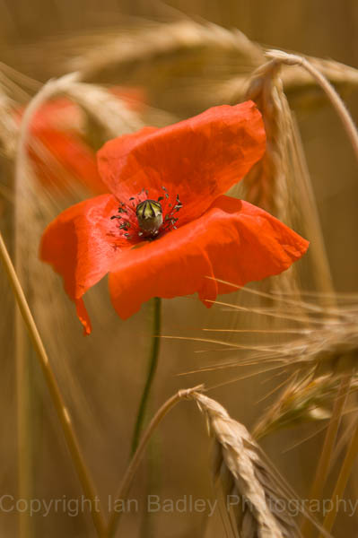 A lone poppy in a field of barley, Jura, France