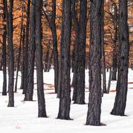 Deep snow amongst tree trunks and winter leaves in Bryce Canyon National Park, Utah, USA America