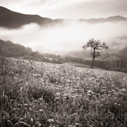 Lone tree in a misty valley in Umbria
