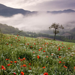 Lone tree in a misty valley in Umbria