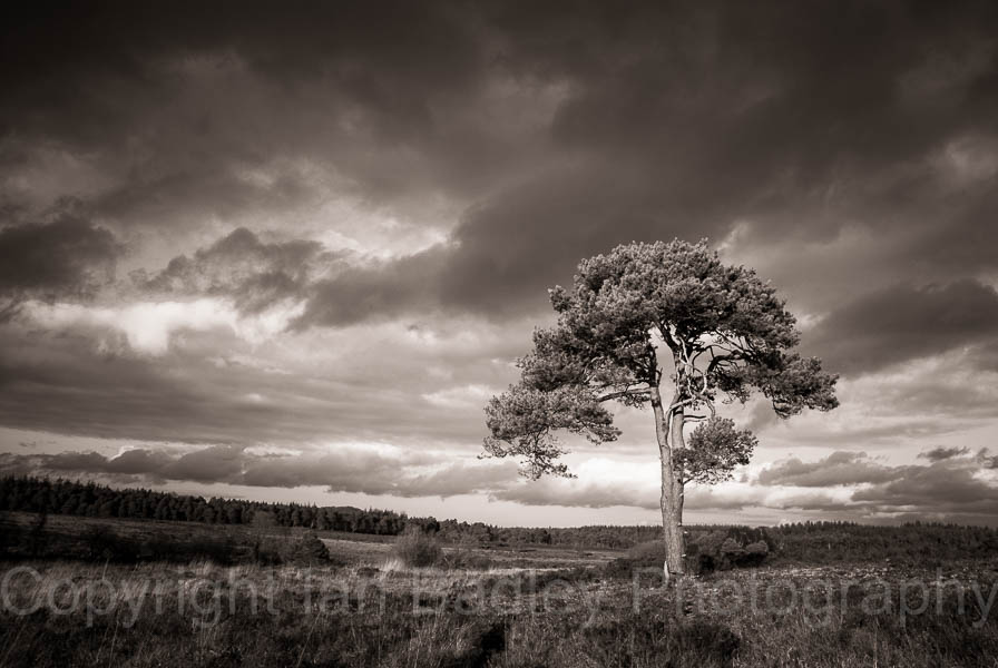 2346b - Sunlight on a lone pine tree with a stormy sky in the New Forest National Park, Hampshire, England