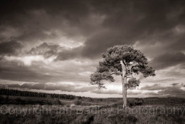 2346b - Sunlight on a lone pine tree with a stormy sky in the New Forest National Park, Hampshire, England
