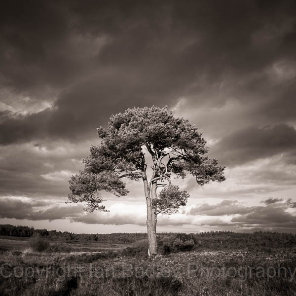 Sunlight on a lone pine tree with a stormy sky in the New Forest National Park, Hampshire, England
