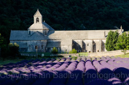 Abbaye de Senanque with lavender, Vaucluse, France