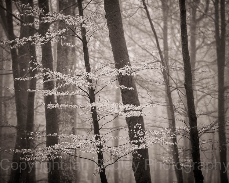 Misty beech trees in New Forest National Park in winter