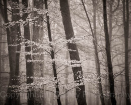 Misty beech trees in New Forest National Park in winter