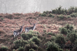 24 - Two fallow deer in New Forest National Park, Hampshire, England