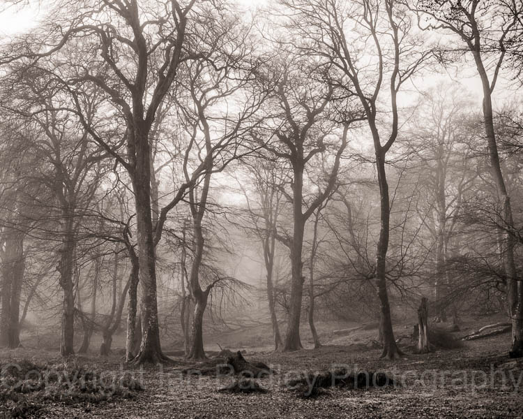 Moody trees with morning mist in New Forest National Park in winter