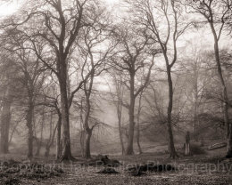 Moody trees with morning mist in New Forest National Park in winter