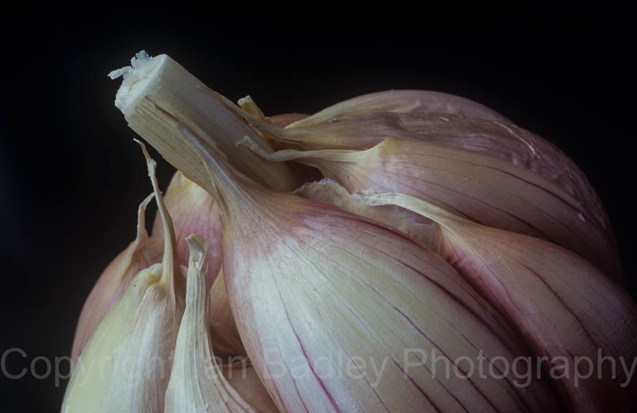 Garlic bulb