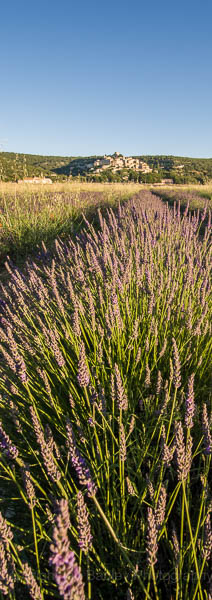 Long lavender field view to Banon, Provence, France