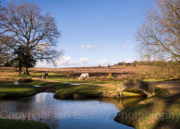 3228 - Ponies at Splash Bridge in the New Forest National Park, Hampshire, England