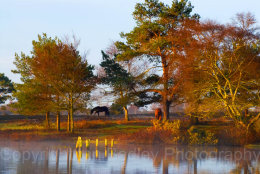 3300b - Late afternoon autumn sunlight over Hatchet Pond, Beaulieu, in the New Forest National Park, Hampshire, England